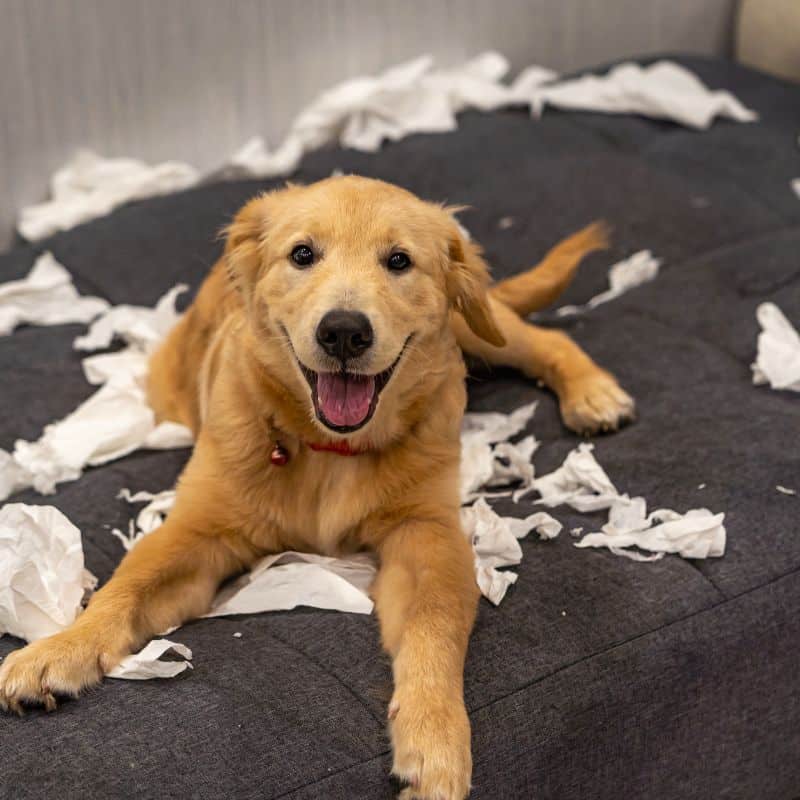 A destructive pet sits near torn up papers