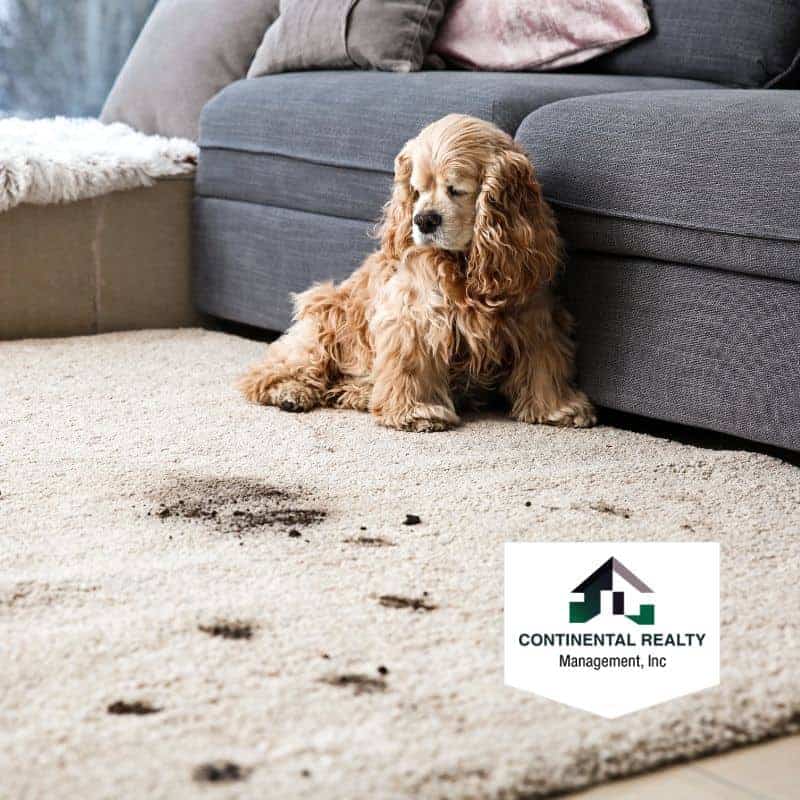 Landlord Liability for a Tenants' Dogs Who is Responsible for What?